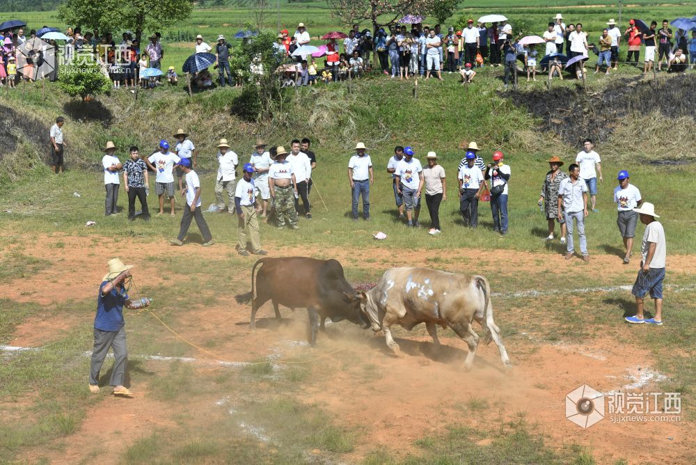 五月十五  一场乡间斗牛盛宴