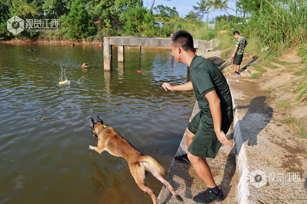 救援“特种兵” 搜救犬成长揭秘