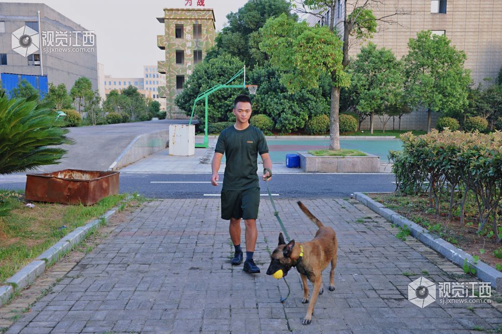 救援“特种兵” 搜救犬成长揭秘