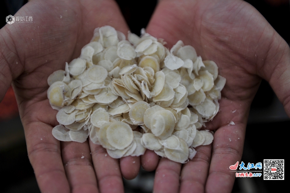 逐梦前行 “樟帮”中药炮制传承人颜干明十余载守望初心