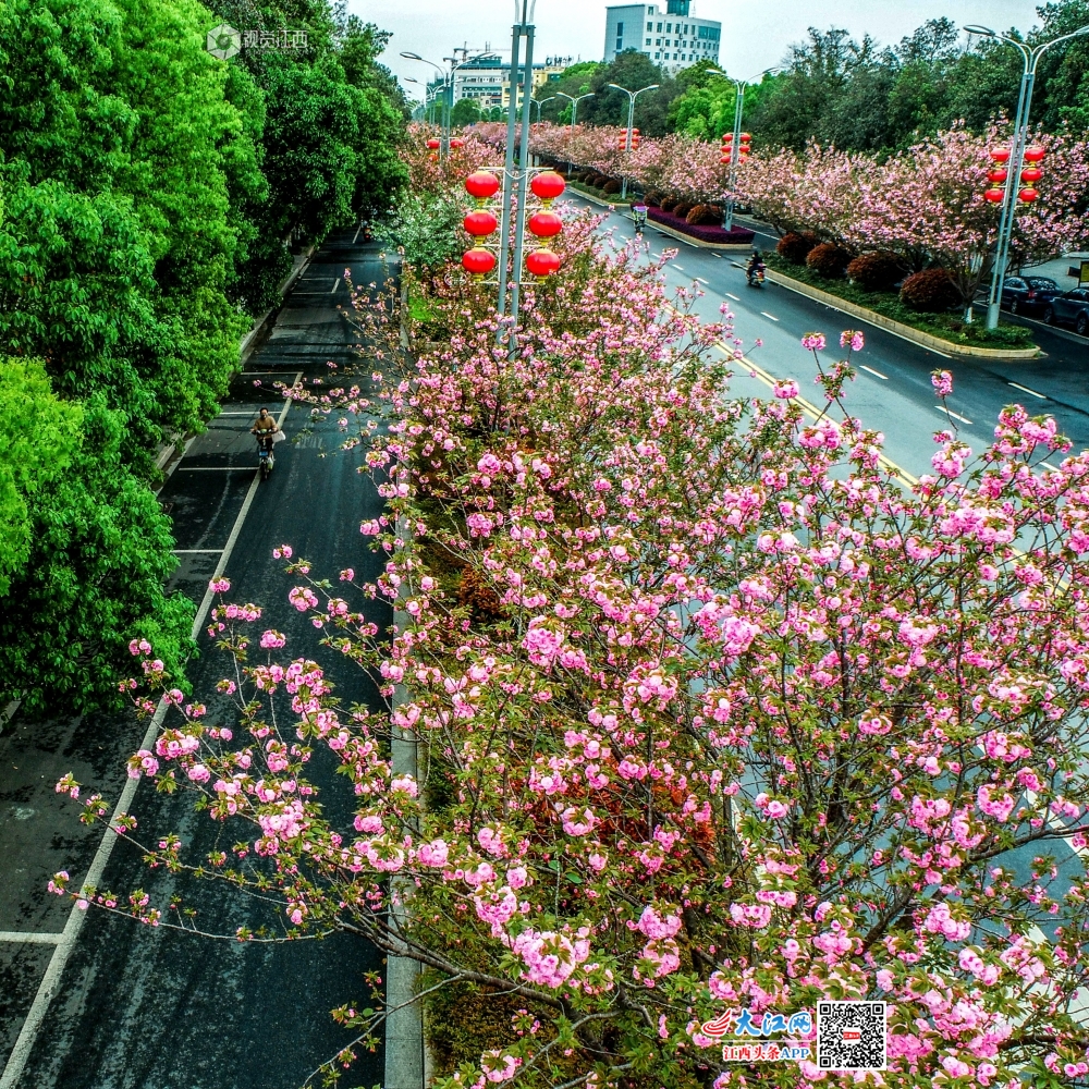 2020年3月26日，江西省吉安市峡江县“?；ù蟮?rdquo;?；ㄊ⒖? bigimg=