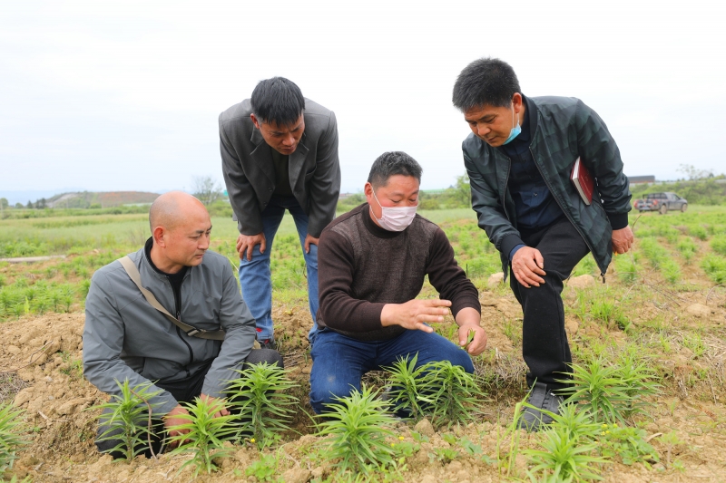 江西莲花：百合种植助脱贫