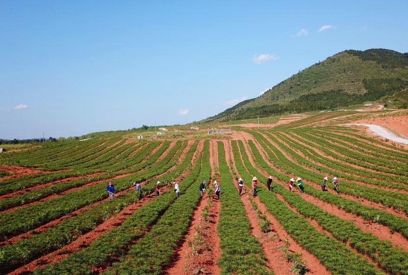 江西莲花：扶贫基地劳作忙