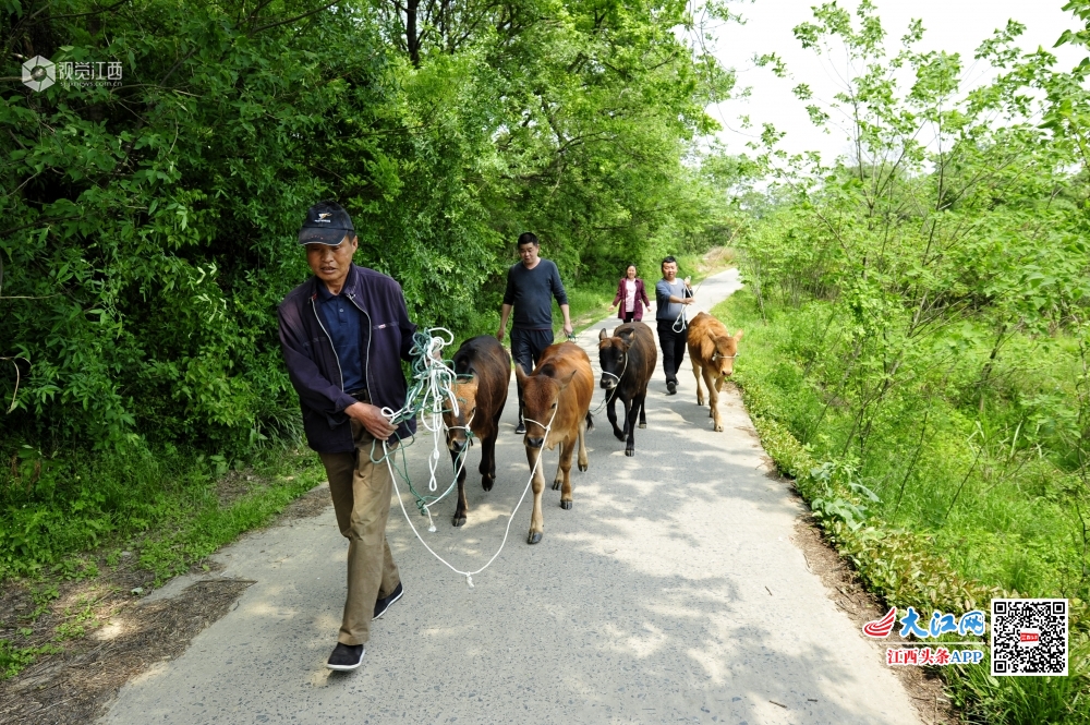 4月17日，在湖口县舜德乡石岭村老村部大院内，该乡建档立卡贫困户正在有序领取自己的“扶贫牛”。