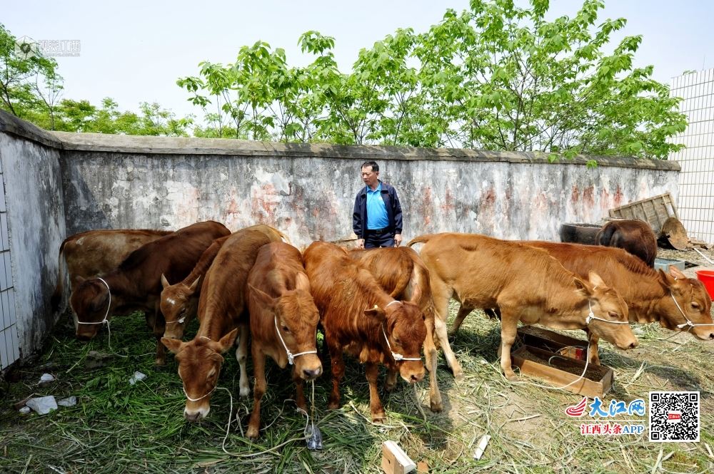 4月17日，在湖口县舜德乡石岭村老村部大院内，该乡建档立卡贫困户正在有序领取自己的“扶贫牛”。