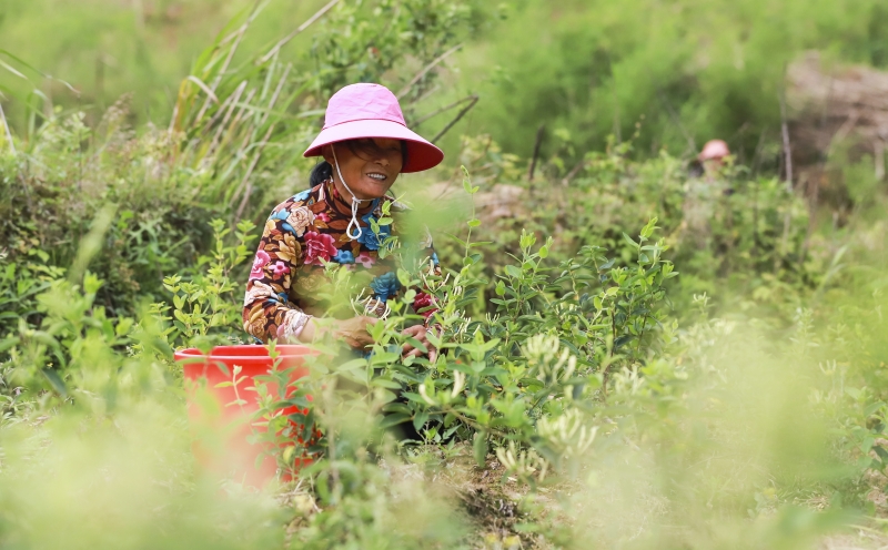 江西湖口：金银花“开”出致富路