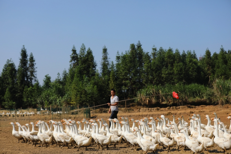 江西莲花：养白鹅 奔富路