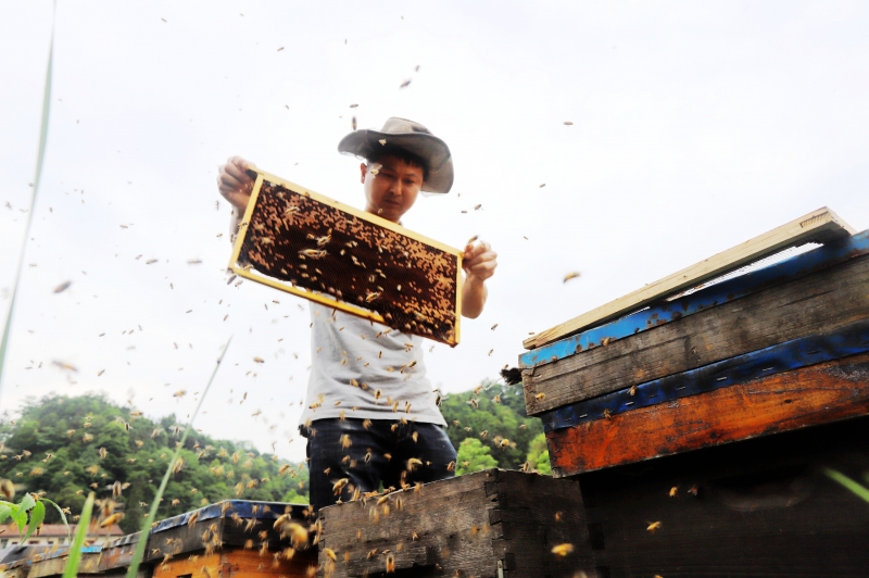 江西安福：甜蜜产业助农致富