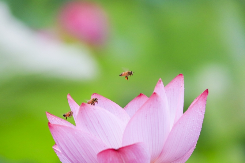 江西湖口：荷花恋