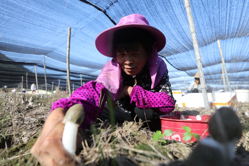 江西莲花：种植竹荪助农增收