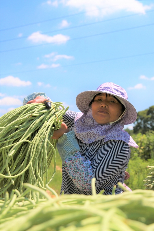 江西峡江：蔬菜种植富农家
