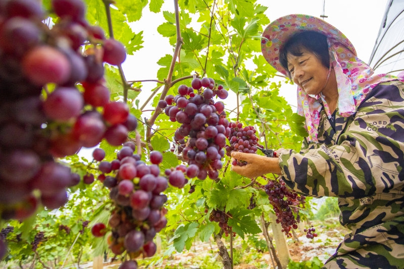 江西湖口：绿色经济促农富