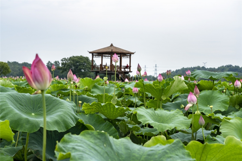 江西新余：荷花产业助脱贫