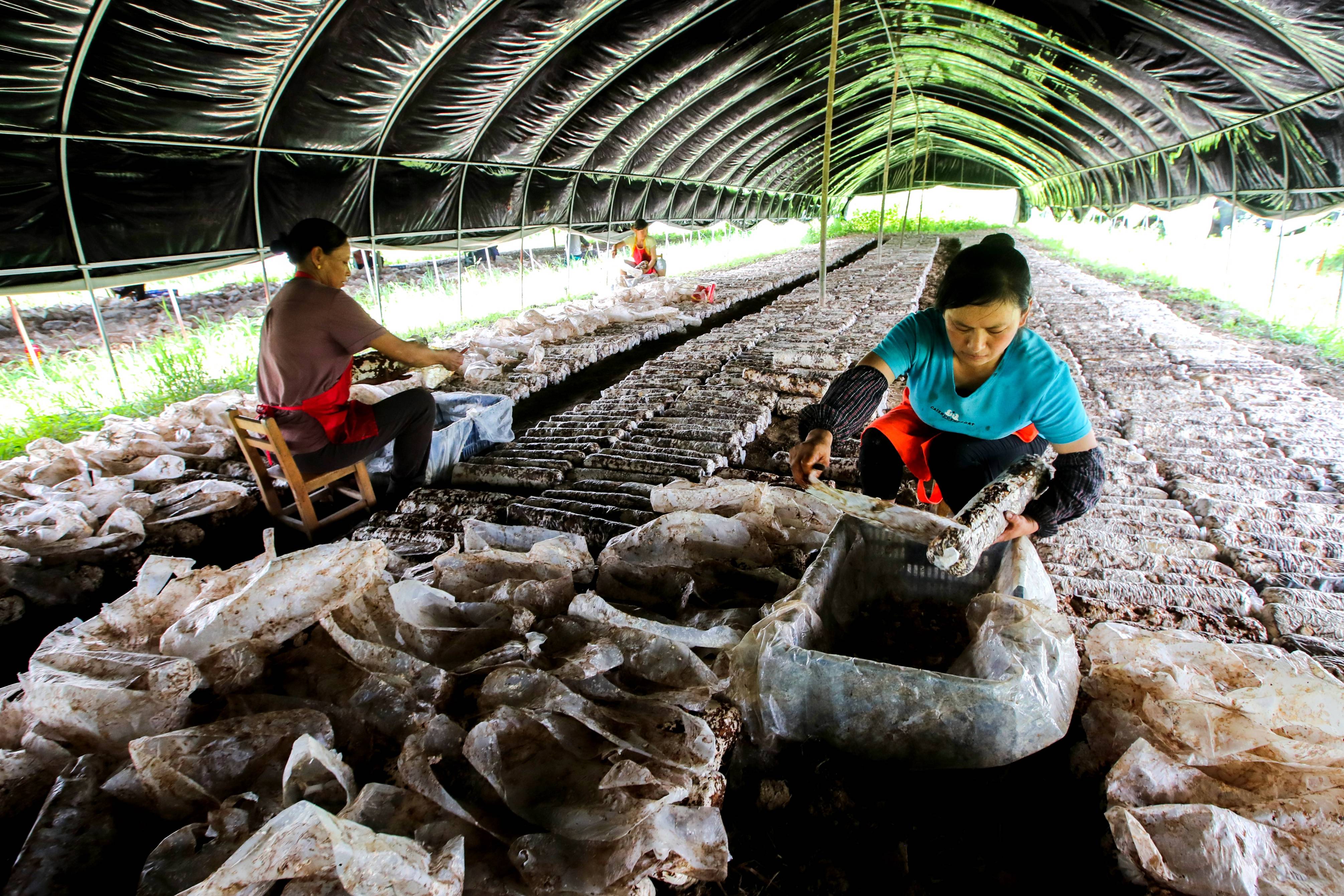 江西峡江：冬菇夏种促增收