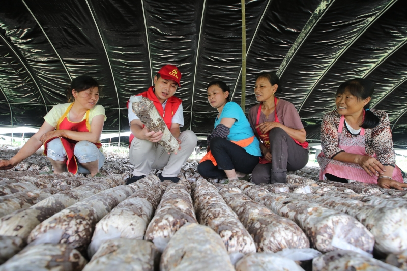 江西峡江：种植香菇致富路