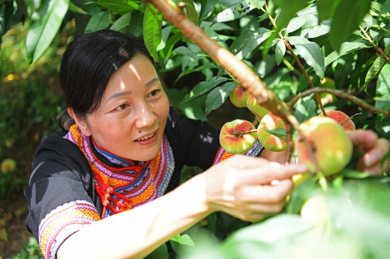 江西铅山：蟠桃熟了 畲民笑了