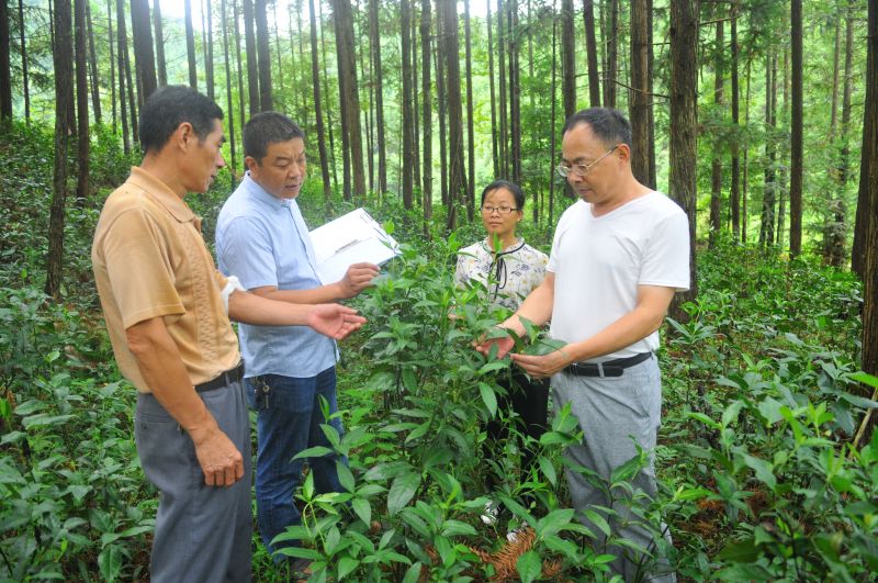 江西全南：林下经济助力脱贫攻坚