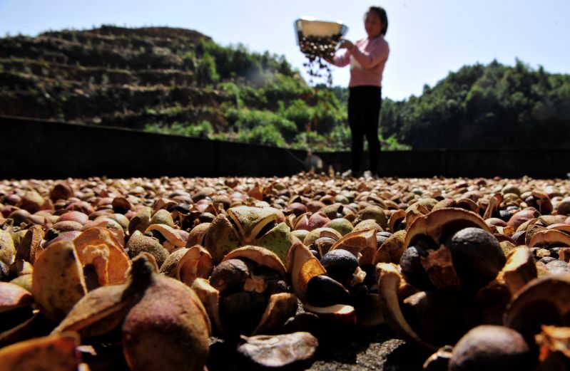 江西万载：扶贫油茶果飘香