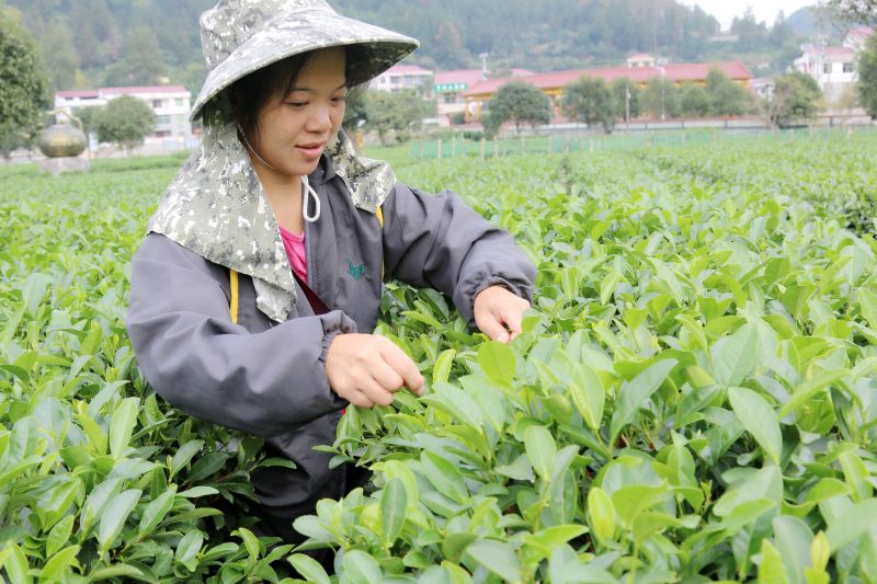 江西遂川：留守劳力采秋茶忙增收