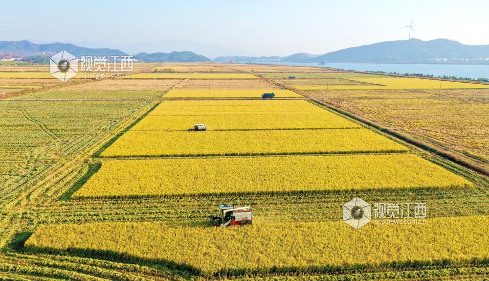 2020年11月12日，江西省吉安市吉水县水田乡孔巷村峡江水利枢纽工程抬田区，村民正抢抓农时收割晚稻，确?？帕９椴?。