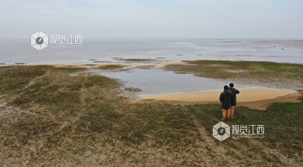 鄱阳湖畔的新一代护鸟人