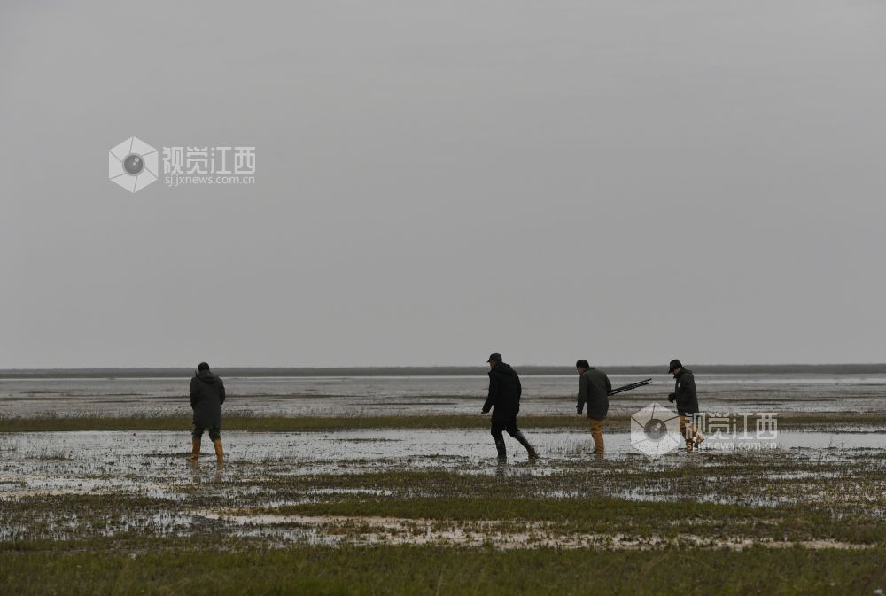 鄱阳湖畔的新一代护鸟人