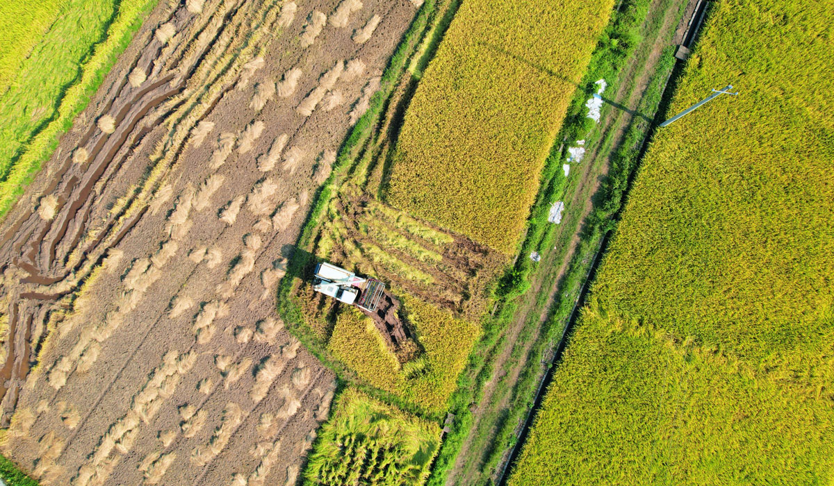 江西泰和：中稻抢收忙