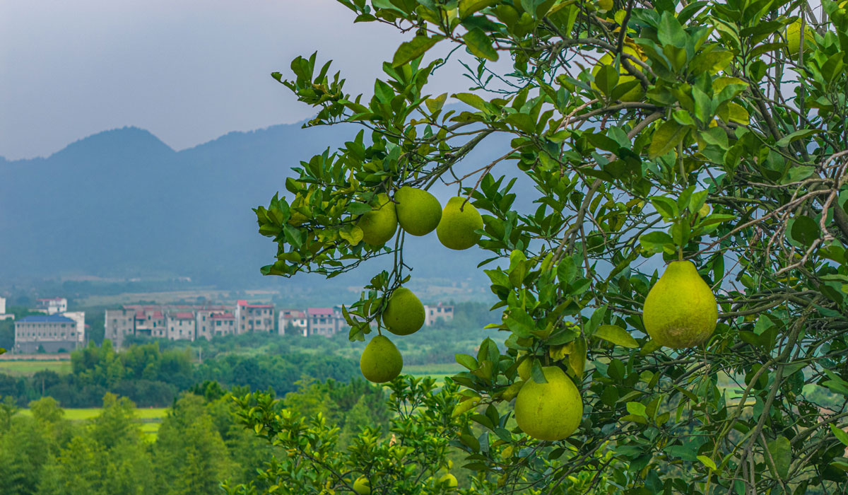 江西峡江：柚果满枝采摘忙 农旅融合迎客来