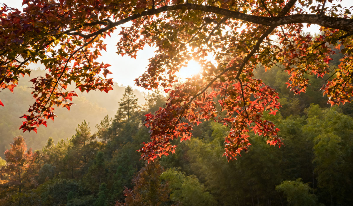 江西永新：初染层林添秀色 轻拂金风送秋声