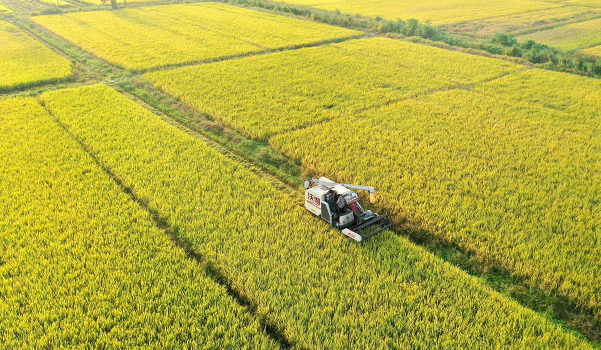 江西上高：晚稻收割忙