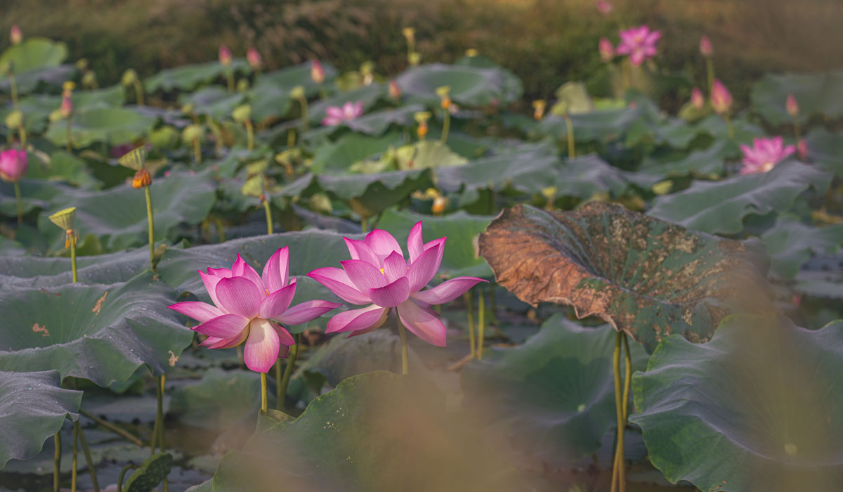 【视频】江西峡江：秋日乡村美景引客来