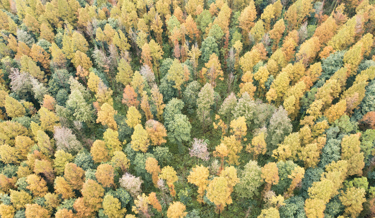 江西泰和：水杉林海披彩衣 秋日乡野绘盛景