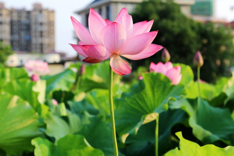 【视频】江西遂川：初夏荷花竞相开放美不胜收