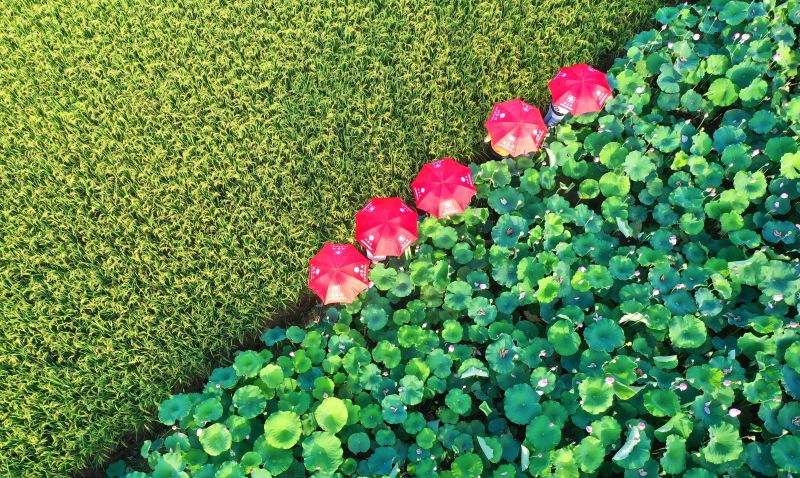 江西泰和：荷花怒放醉游人