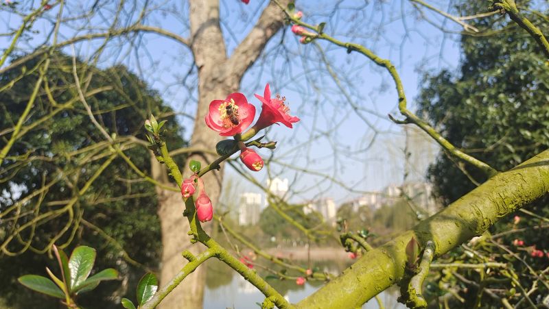 【视频】江西吉安：春暖花开季 海棠花含苞待放