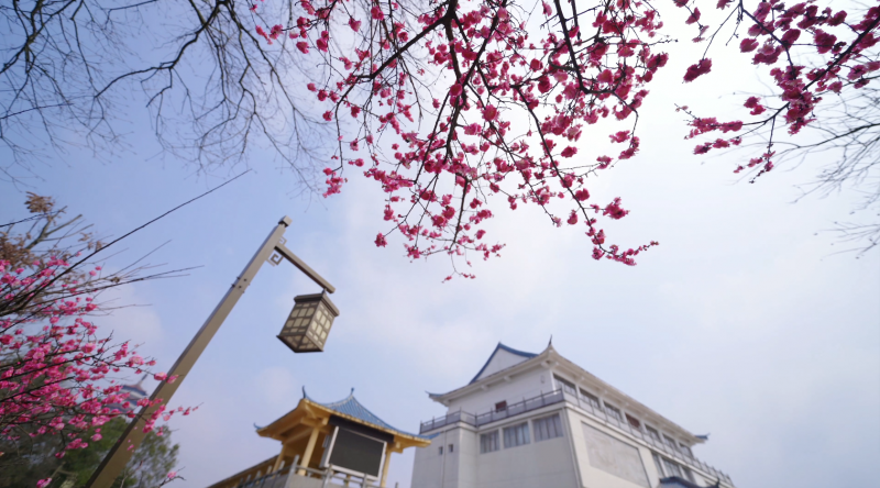 【视频】江西金溪：象山公园梅花开