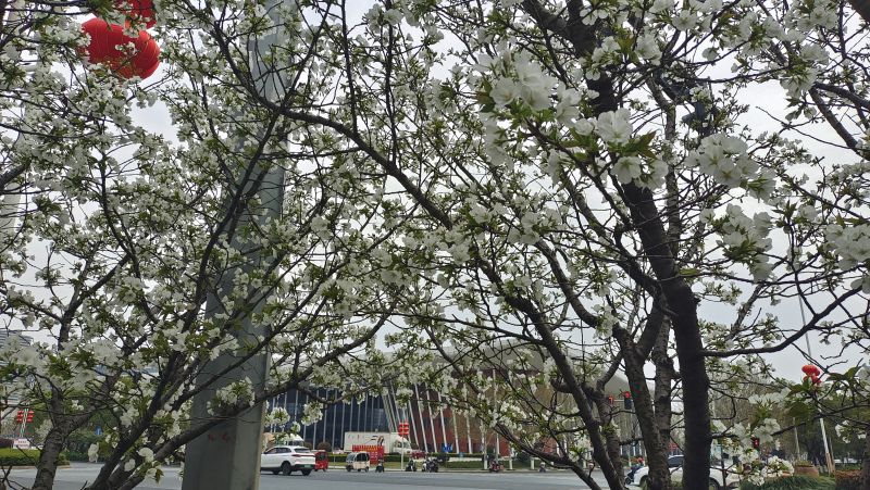 【视频】江西吉安：春暖花开季 樱花浪漫绽放