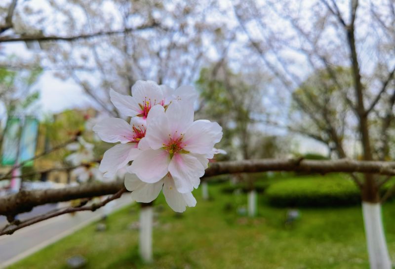 【视频】 江西芦溪：湿地公园樱花美