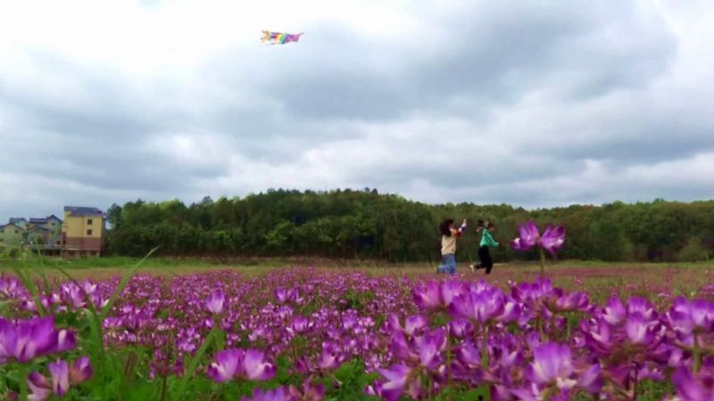 【视频】江西鄱阳：紫云英花开扮靓鄱湖岸