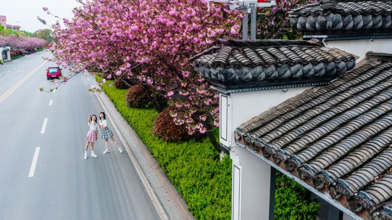 【视频】江西峡江：樱花大道樱花浪漫盛放