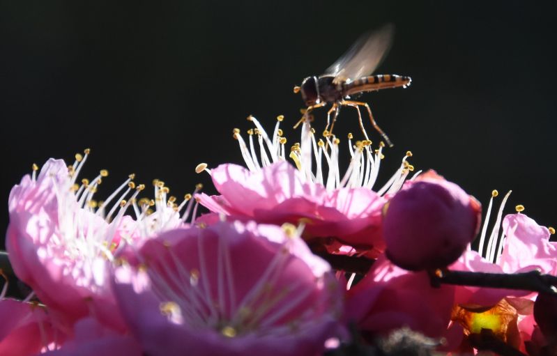 江西鄱阳：春暖花香