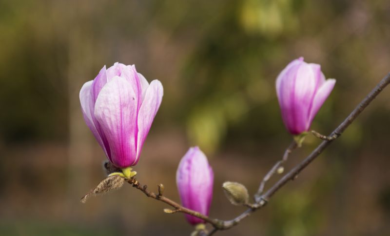 江西分宜：玉兰花开正当时