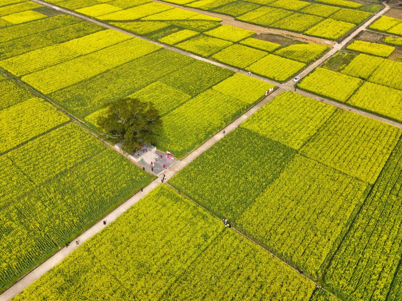 江西吉安：阳春三月 油菜花盛开