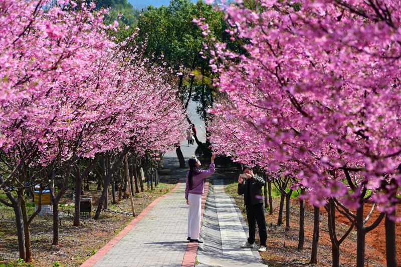 江西宜春：?；ㄕ婪庞屠?>
          <span>江西宜春：樱花绽放迎客来</span></a>
        </li>
               <li>
          <a href=