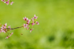 江西吉安：樱花竞相绽放