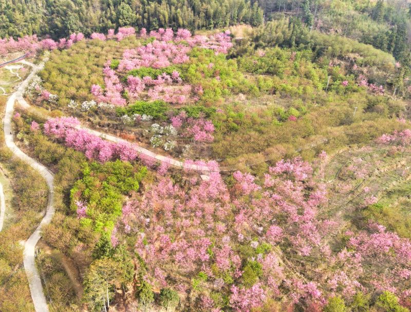 江西宜春：三月踏青季 游人赏樱花