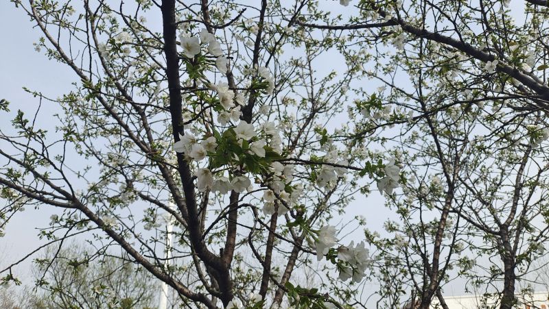 江西吉安：?；ㄕ婪?春光迷人