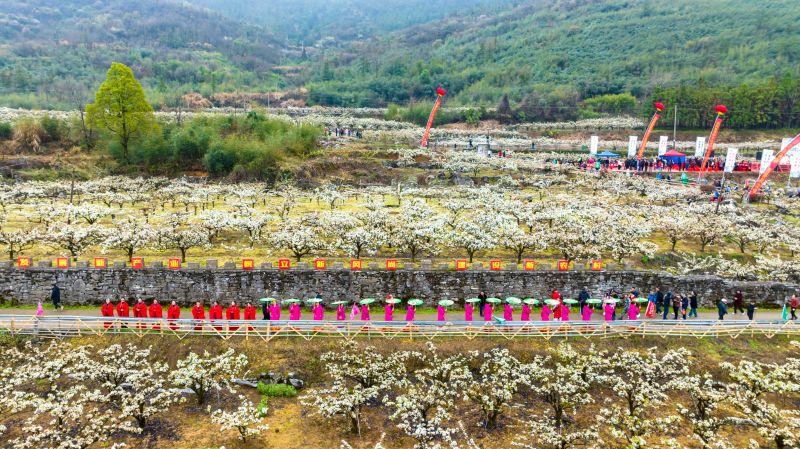 江西瑞昌：梨花绽放引游人