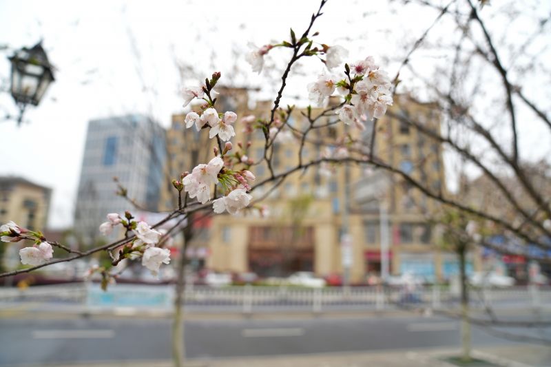 江西芦溪：樱花烂漫春光美