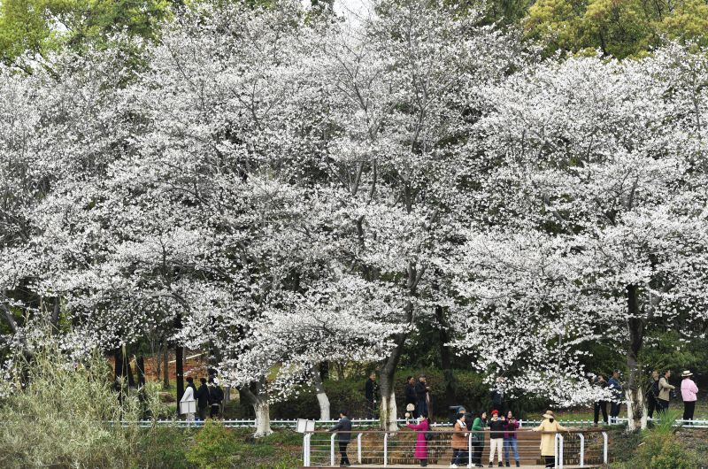 江西南昌：“樱约而至”  省林科院?；ㄓ词⒒ㄆ?>
          <span>江西南昌：“樱约而至”  省林科院樱花迎来盛花期</span></a>
        </li>
               <li>
          <a href=